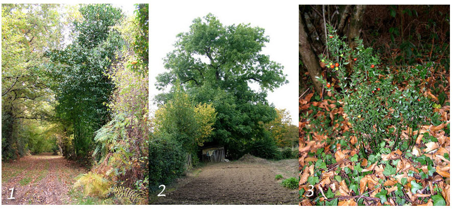 Arbres témoins